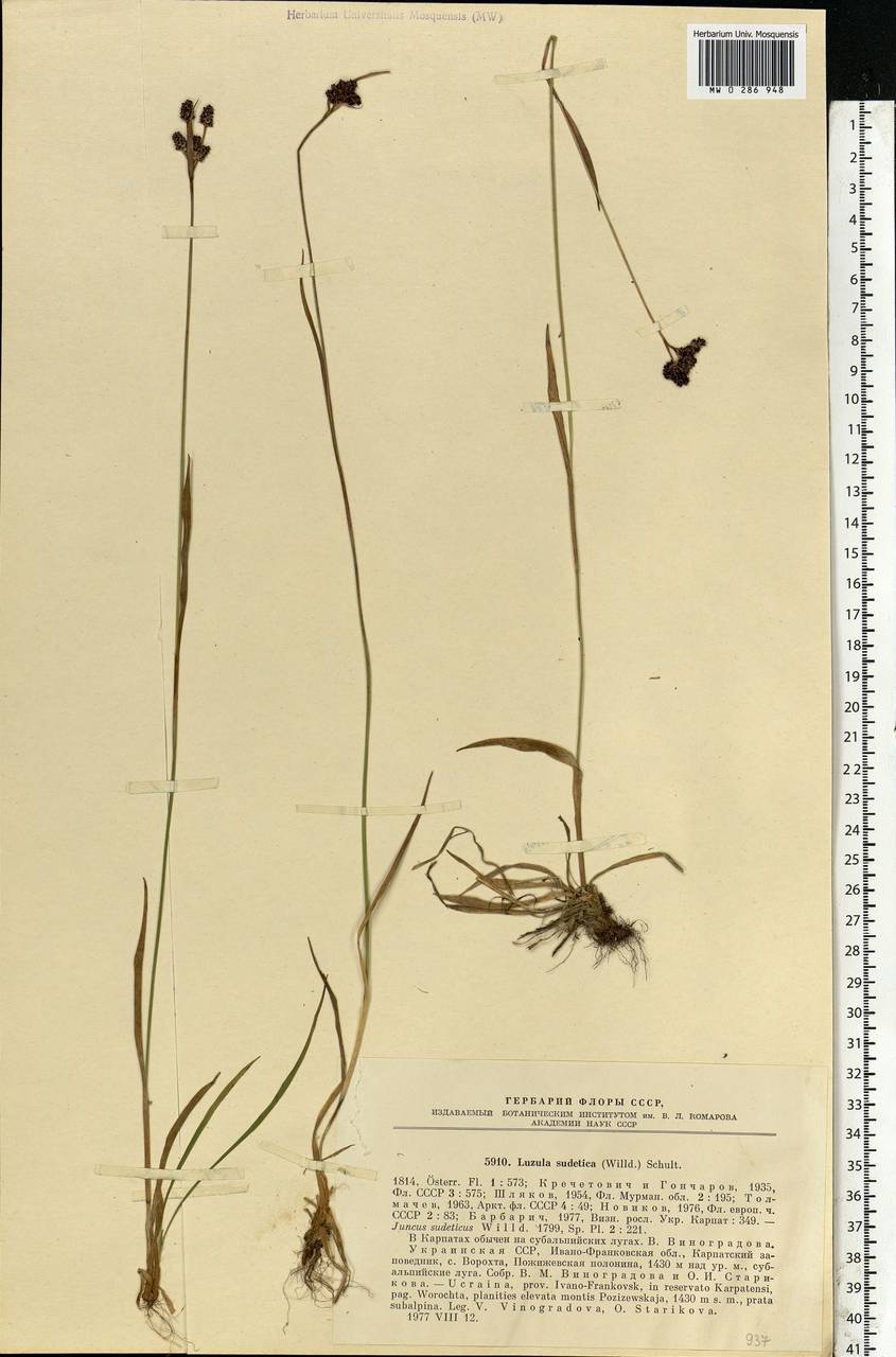 Luzula sudetica (Willd.) Schult., Eastern Europe, West Ukrainian region (E13) (Ukraine)