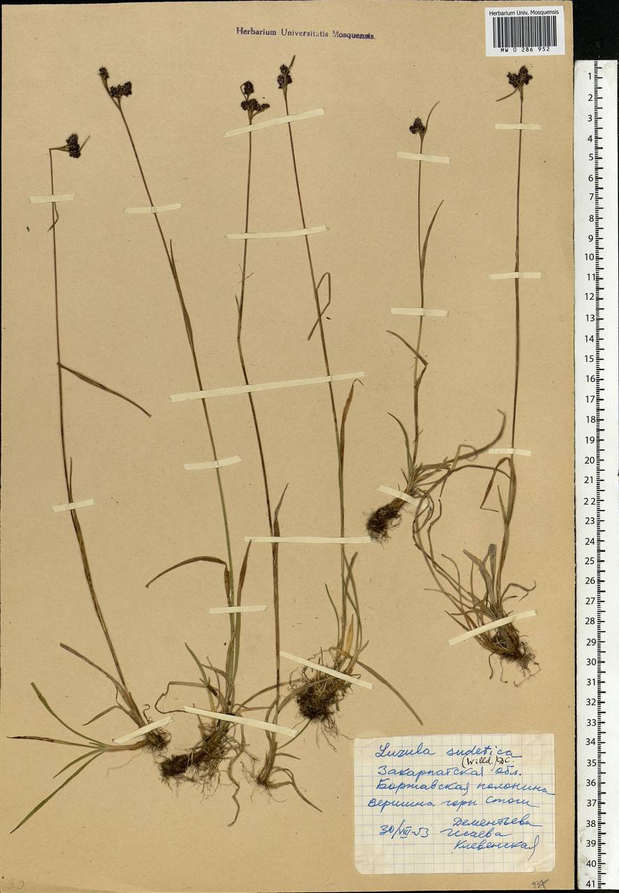 Luzula sudetica (Willd.) Schult., Eastern Europe, West Ukrainian region (E13) (Ukraine)