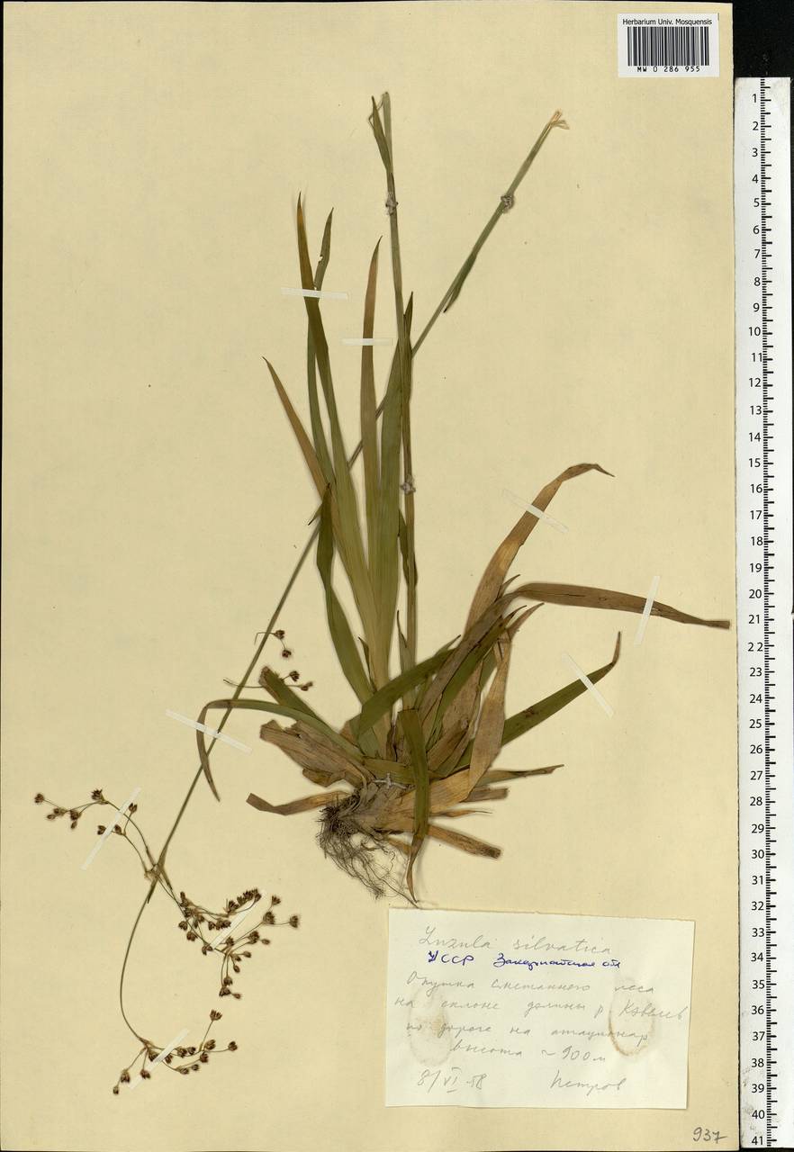 Luzula sylvatica (Huds.) Gaudin, Eastern Europe, West Ukrainian region (E13) (Ukraine)