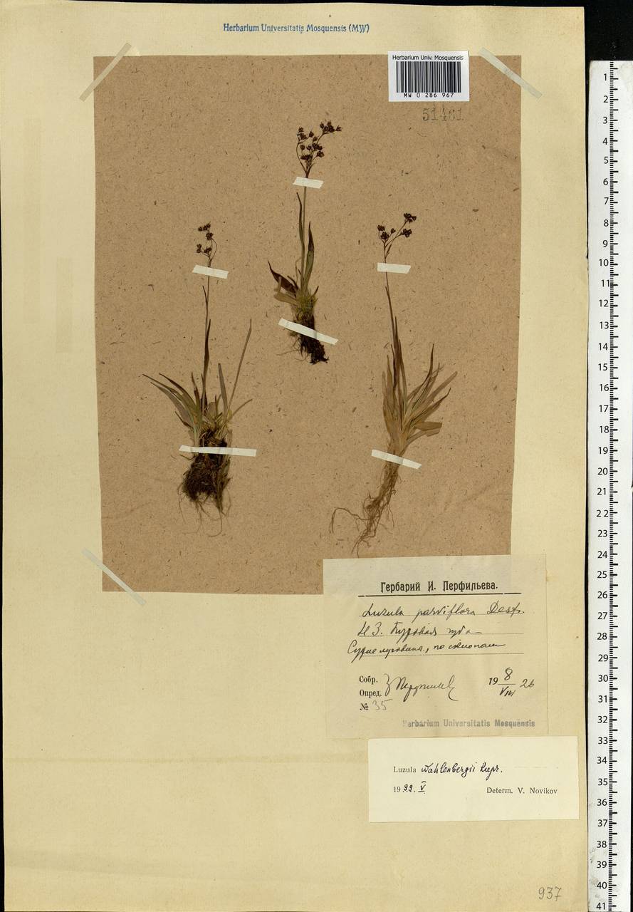 Luzula wahlenbergii Rupr., Eastern Europe, Northern region (E1) (Russia)