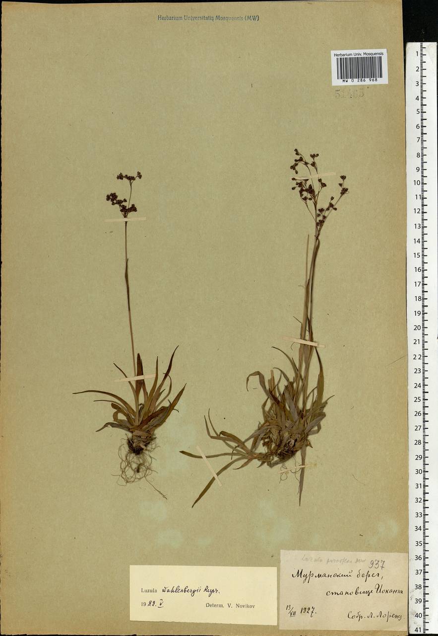 Luzula wahlenbergii Rupr., Eastern Europe, Northern region (E1) (Russia)