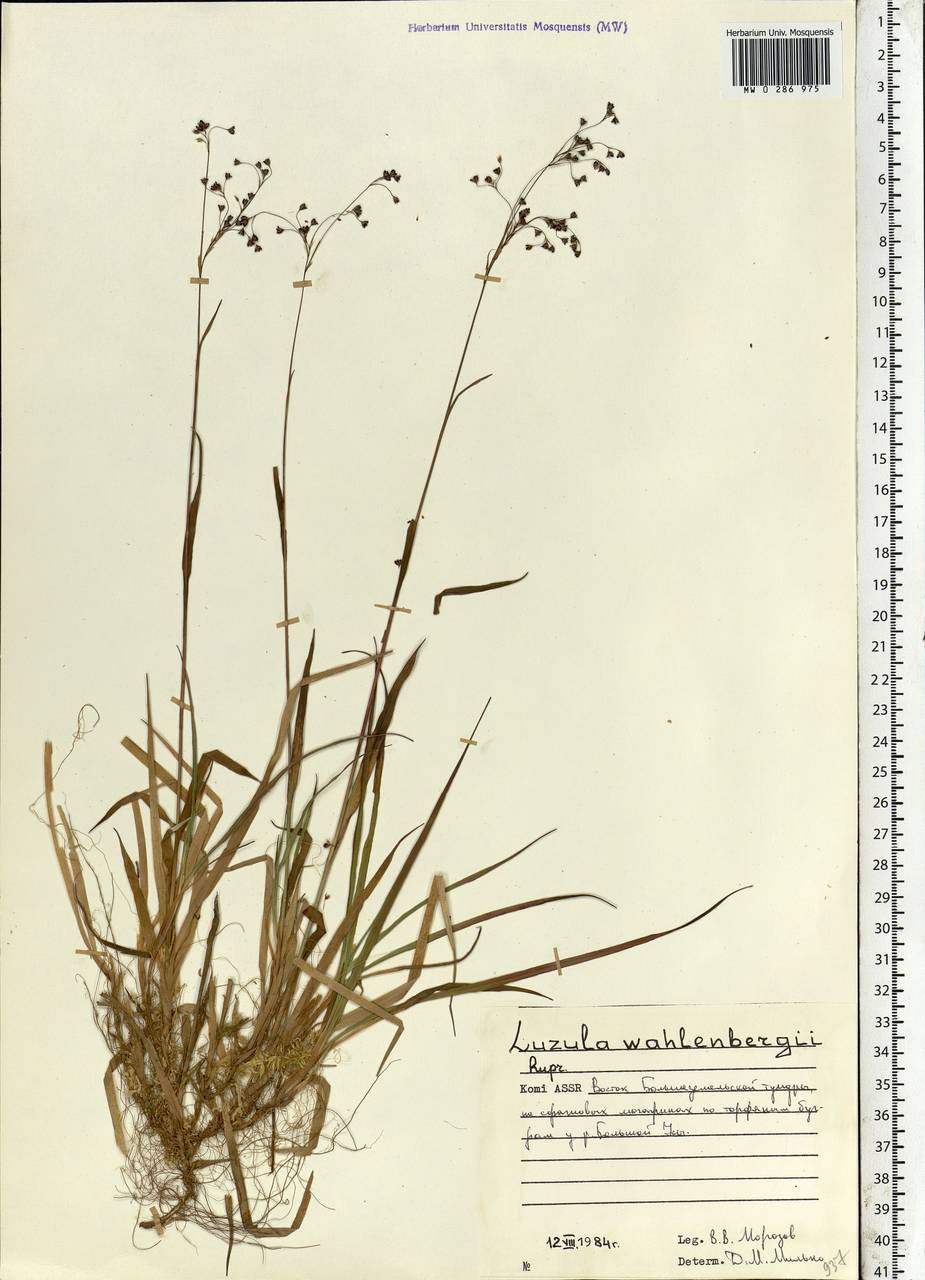 Luzula wahlenbergii Rupr., Eastern Europe, Northern region (E1) (Russia)