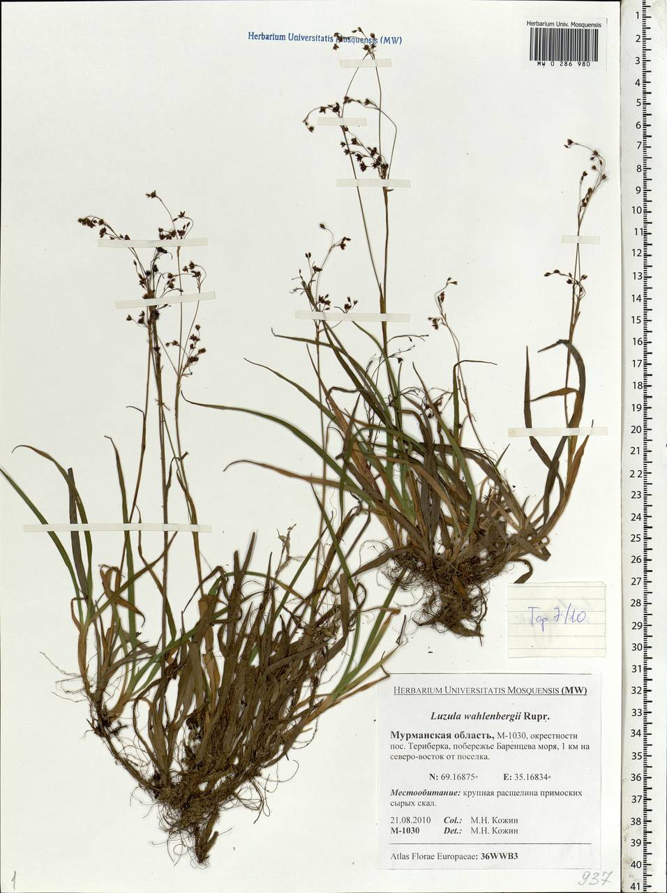 Luzula wahlenbergii Rupr., Eastern Europe, Northern region (E1) (Russia)