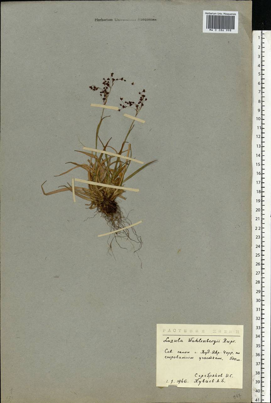 Luzula wahlenbergii Rupr., Eastern Europe, Northern region (E1) (Russia)