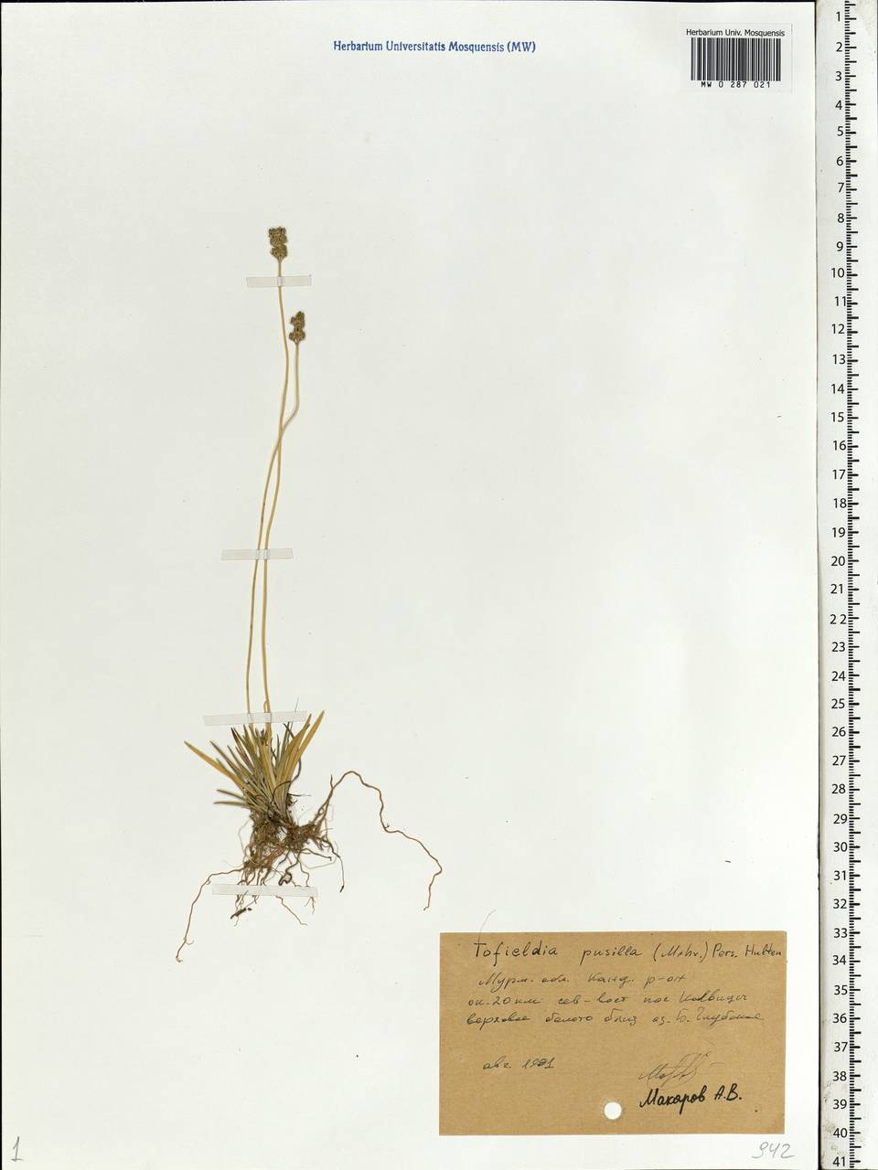 Tofieldia pusilla (Michx.) Pers., Eastern Europe, Northern region (E1) (Russia)
