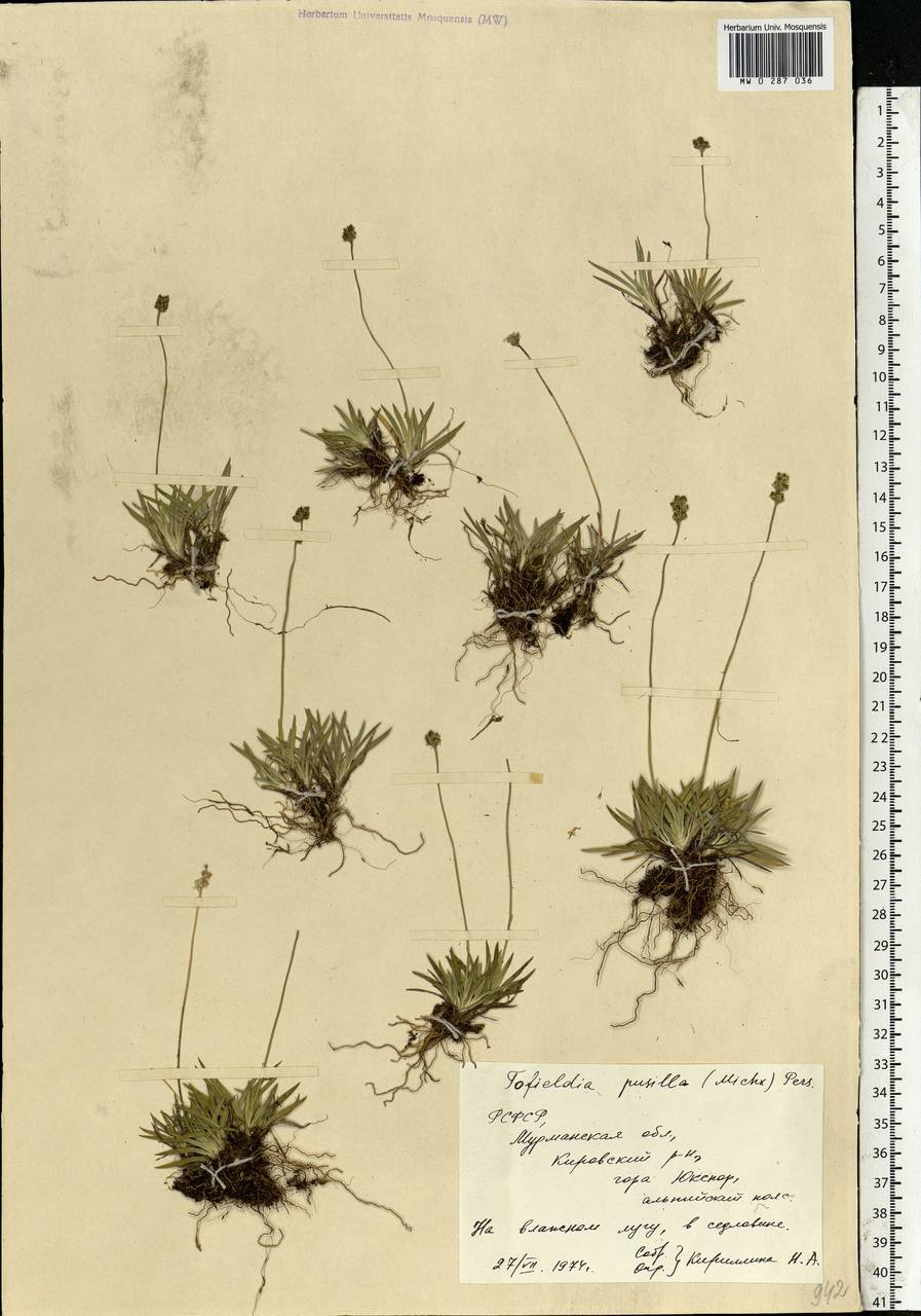 Tofieldia pusilla (Michx.) Pers., Eastern Europe, Northern region (E1) (Russia)