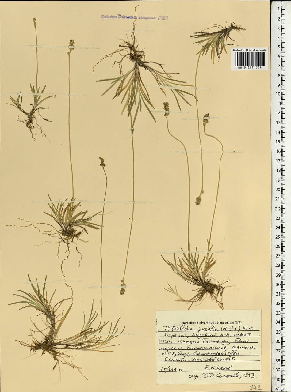 Tofieldia pusilla (Michx.) Pers., Eastern Europe, Northern region (E1) (Russia)