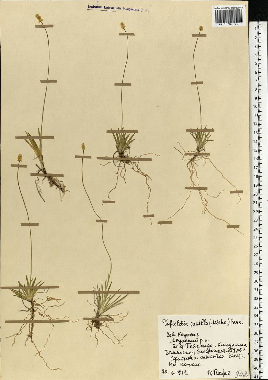 Tofieldia pusilla (Michx.) Pers., Eastern Europe, Northern region (E1) (Russia)