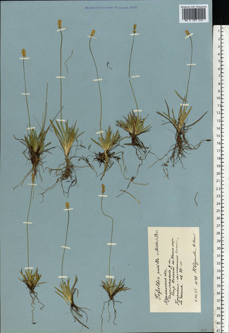 Tofieldia pusilla (Michx.) Pers., Eastern Europe, Northern region (E1) (Russia)