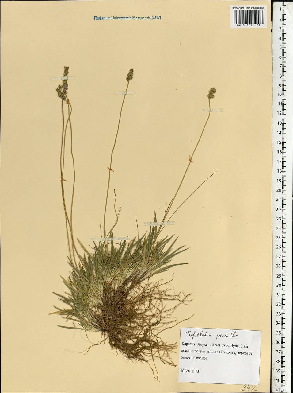 Tofieldia pusilla (Michx.) Pers., Eastern Europe, Northern region (E1) (Russia)