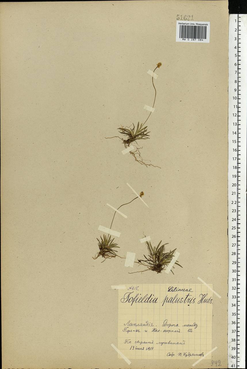 Tofieldia pusilla (Michx.) Pers., Eastern Europe, Northern region (E1) (Russia)