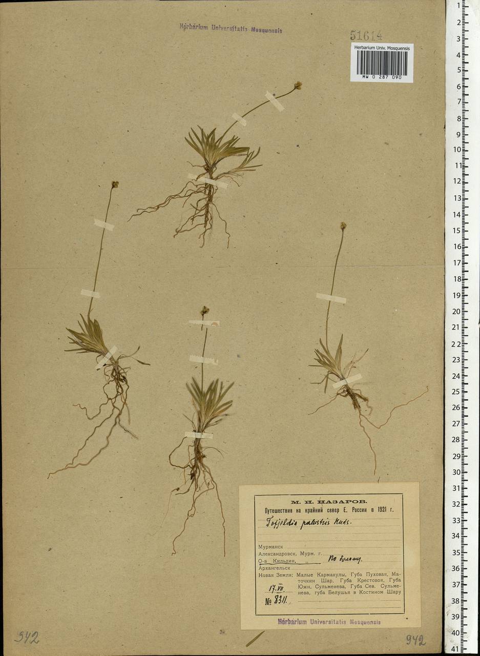 Tofieldia pusilla (Michx.) Pers., Eastern Europe, Northern region (E1) (Russia)