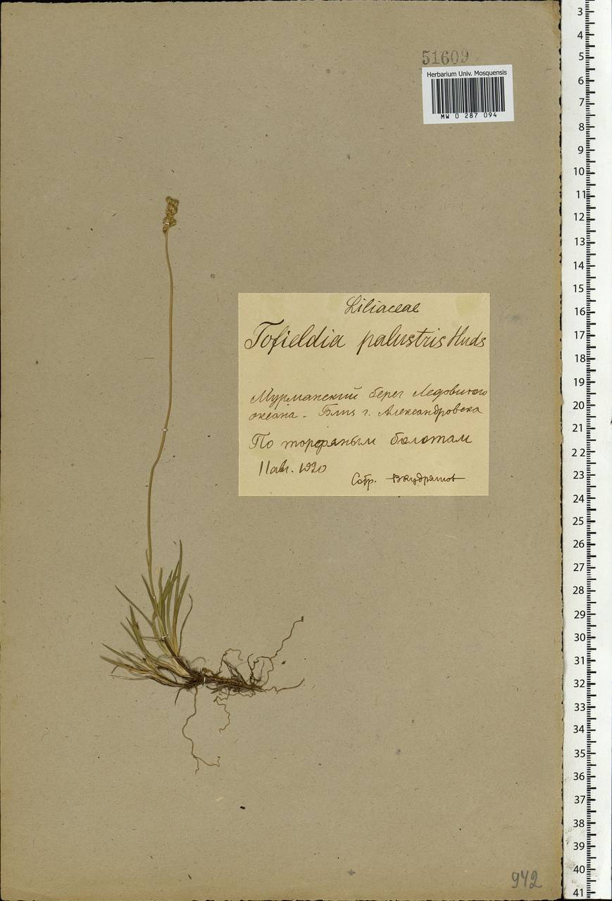 Tofieldia pusilla (Michx.) Pers., Eastern Europe, Northern region (E1) (Russia)