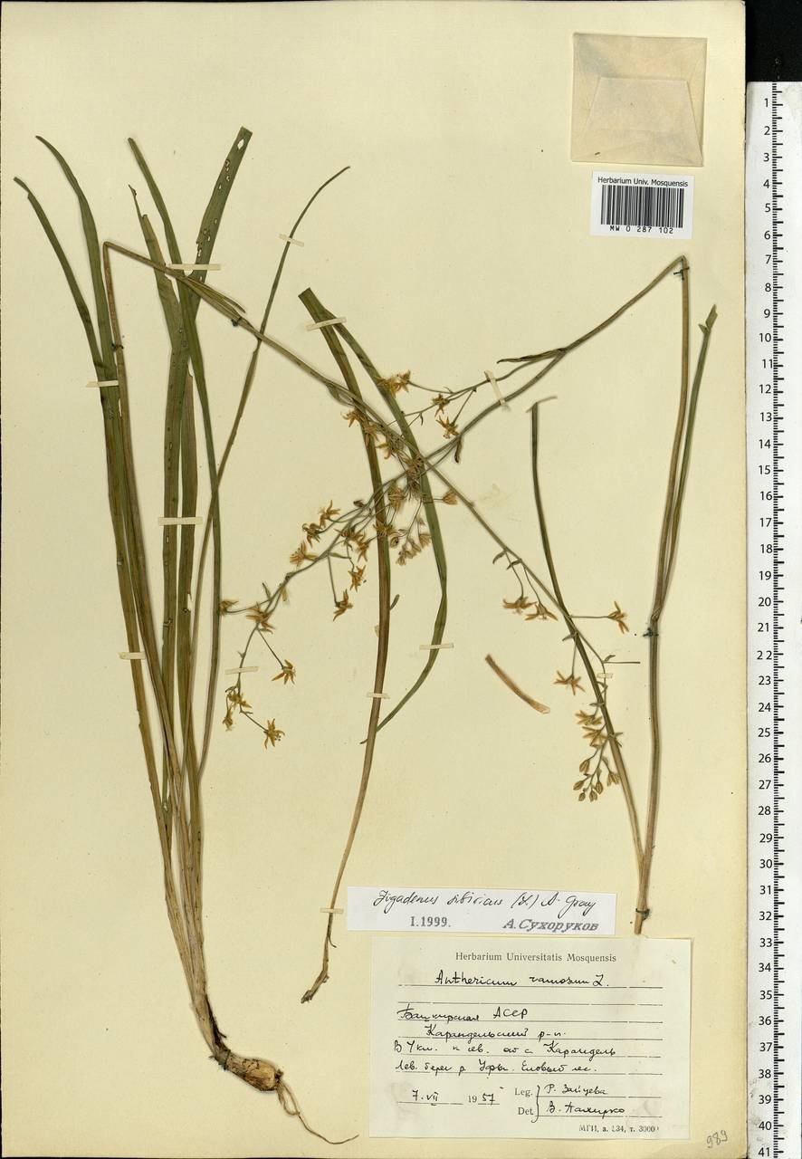 Anticlea sibirica (L.) Kunth, Eastern Europe, Eastern region (E10) (Russia)