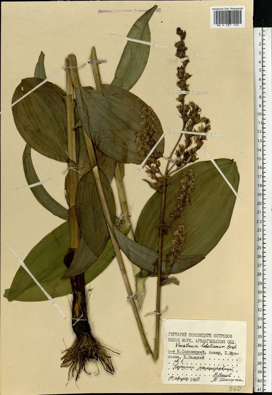 Veratrum lobelianum Bernh., Eastern Europe, Northern region (E1) (Russia)