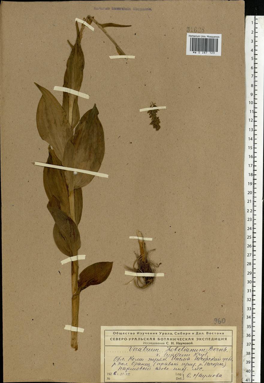 Veratrum lobelianum Bernh., Eastern Europe, Northern region (E1) (Russia)