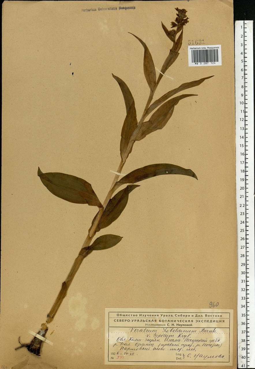 Veratrum lobelianum Bernh., Eastern Europe, Northern region (E1) (Russia)