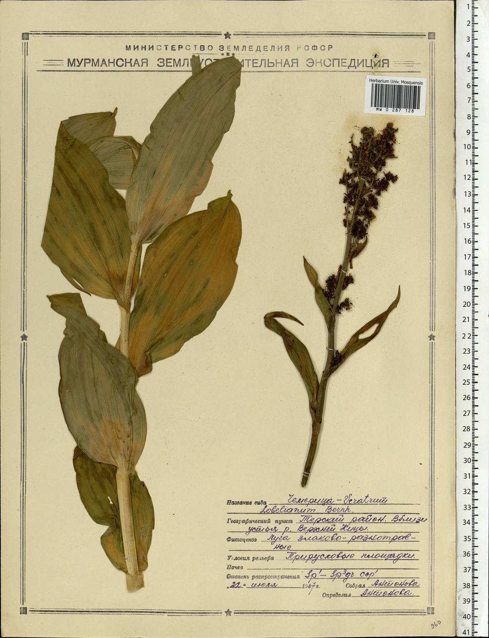 Veratrum lobelianum Bernh., Eastern Europe, Northern region (E1) (Russia)