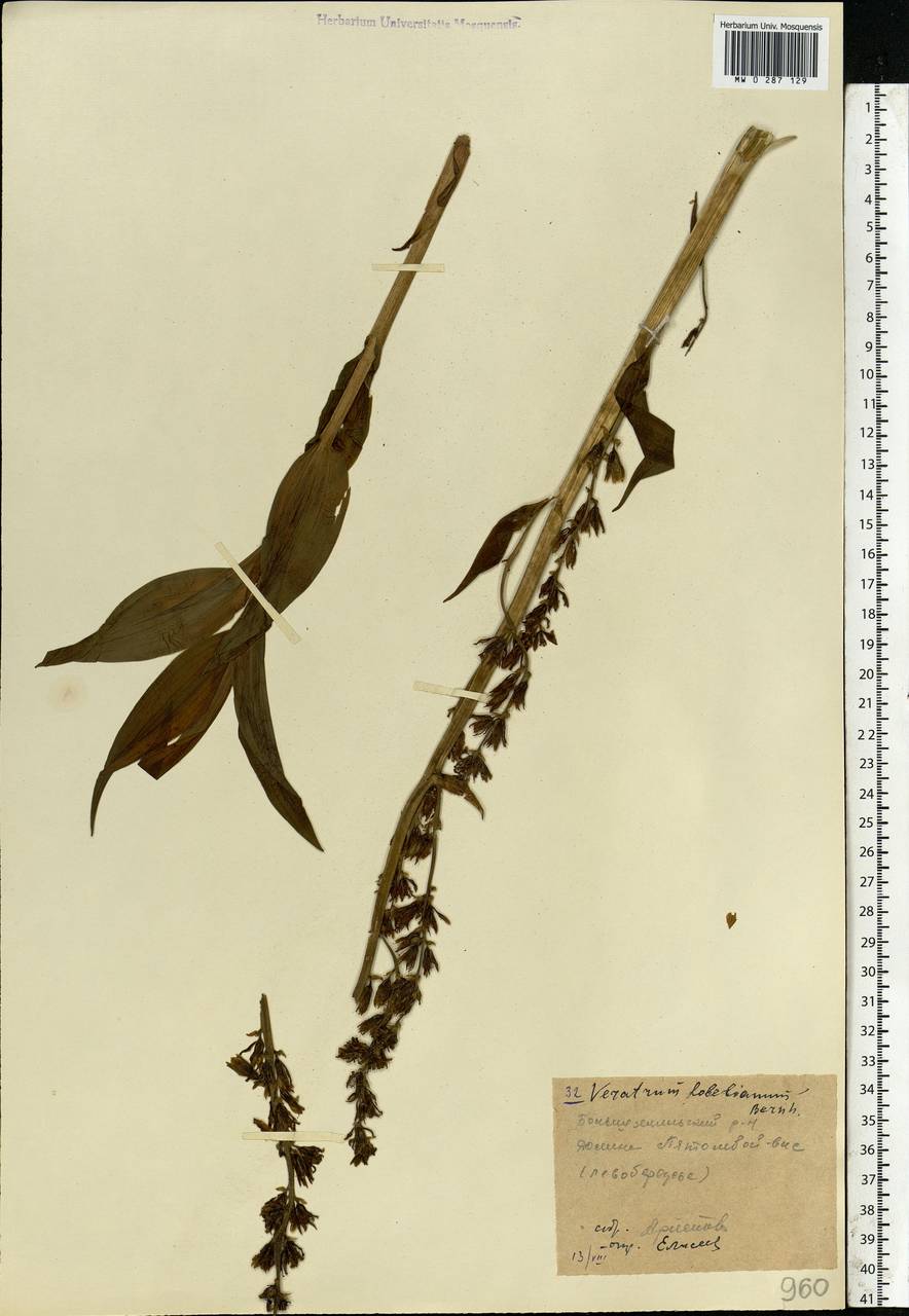 Veratrum lobelianum Bernh., Eastern Europe, Northern region (E1) (Russia)