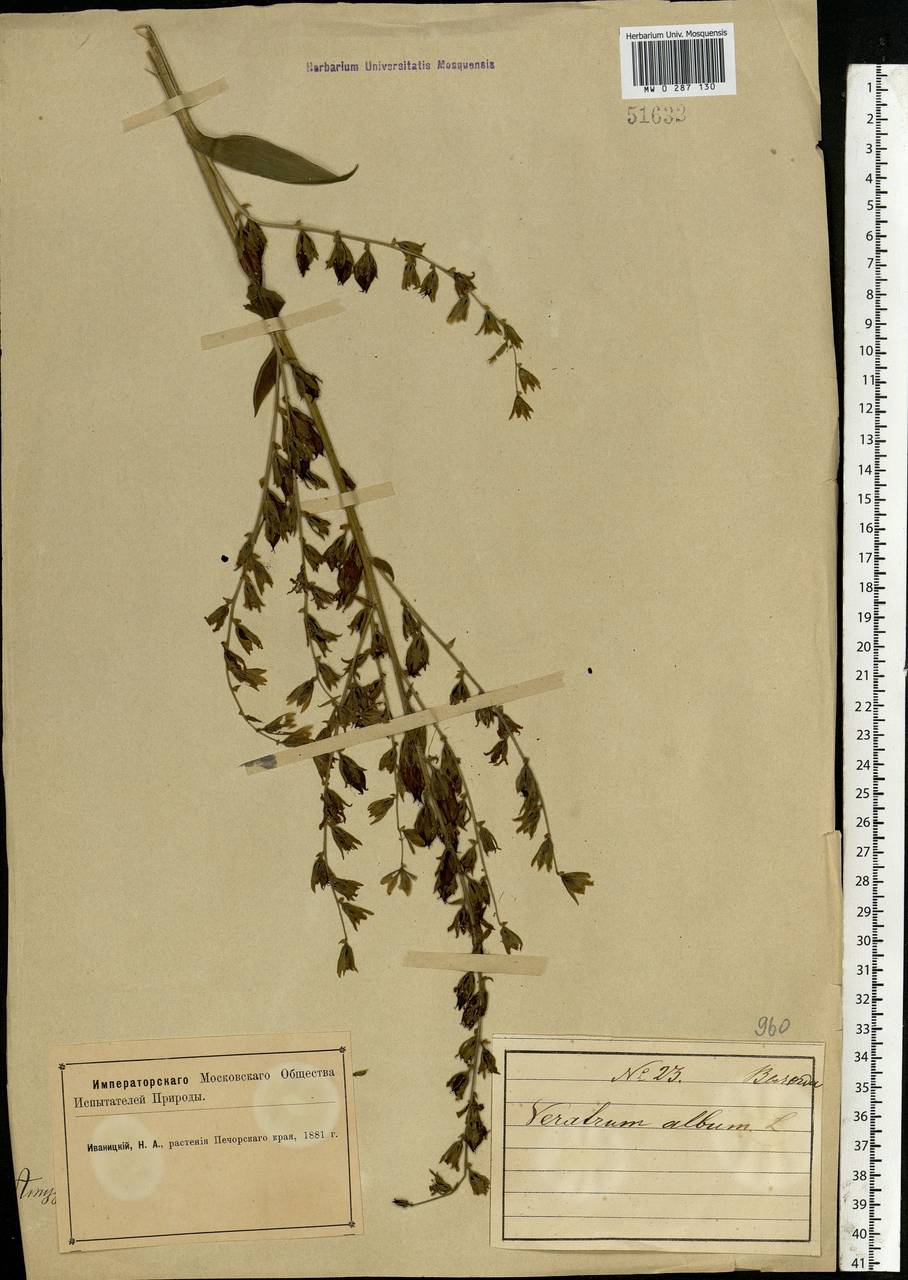 Veratrum lobelianum Bernh., Eastern Europe, Northern region (E1) (Russia)