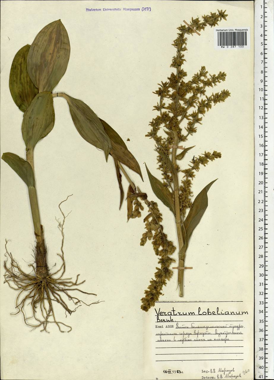 Veratrum lobelianum Bernh., Eastern Europe, Northern region (E1) (Russia)