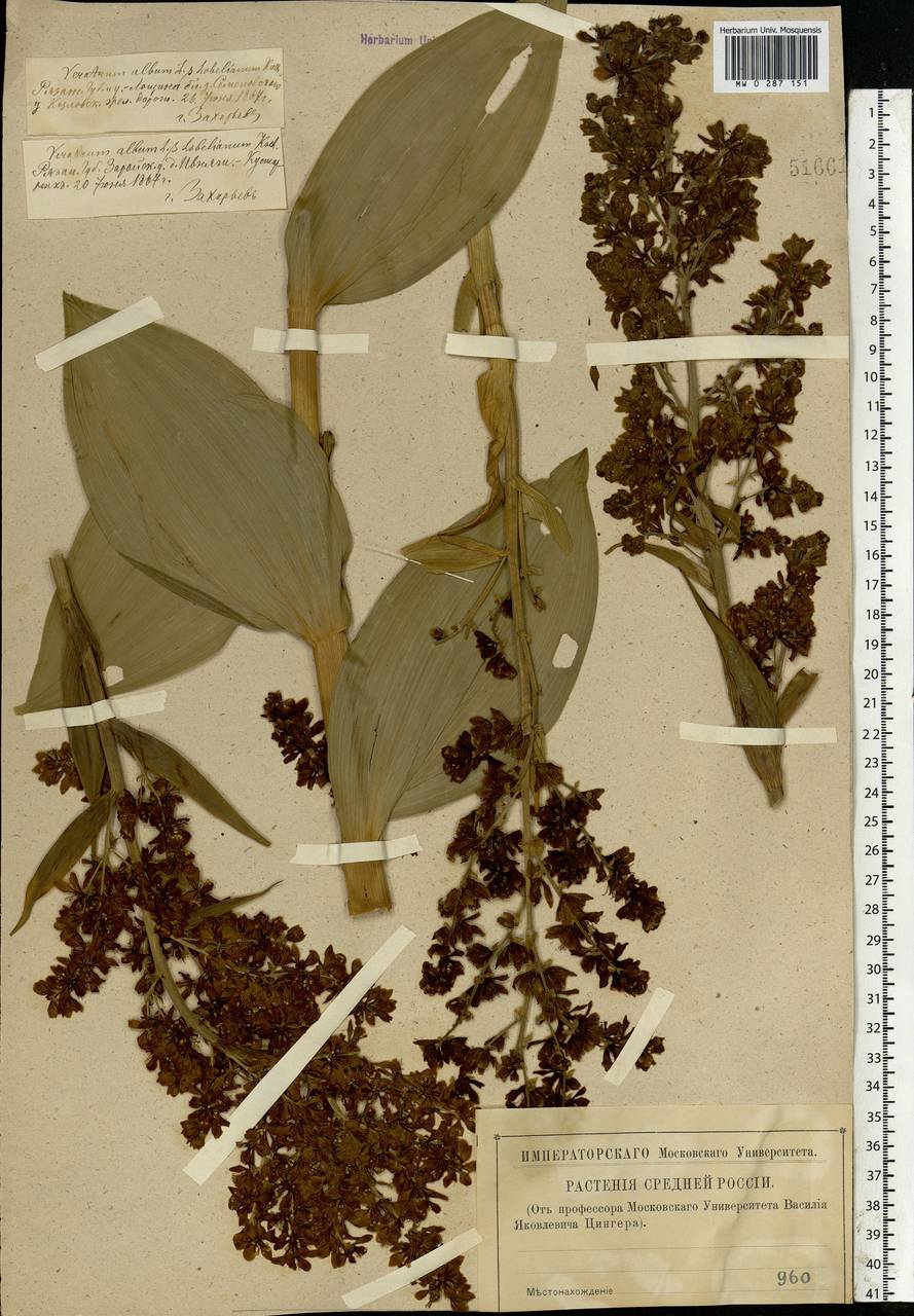 Veratrum lobelianum Bernh., Eastern Europe, Central region (E4) (Russia)