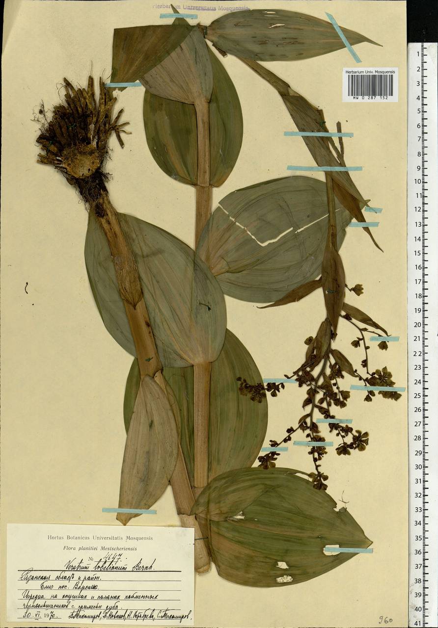 Veratrum lobelianum Bernh., Eastern Europe, Central region (E4) (Russia)