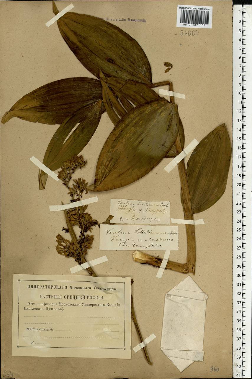 Veratrum lobelianum Bernh., Eastern Europe, Central region (E4) (Russia)