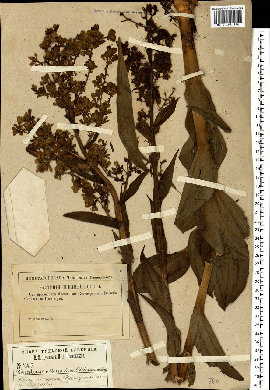 Veratrum lobelianum Bernh., Eastern Europe, Central region (E4) (Russia)