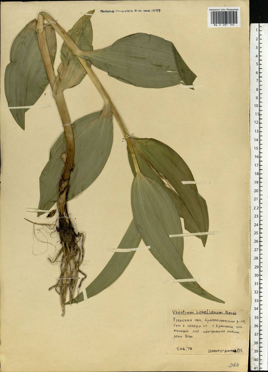 Veratrum lobelianum Bernh., Eastern Europe, Central region (E4) (Russia)