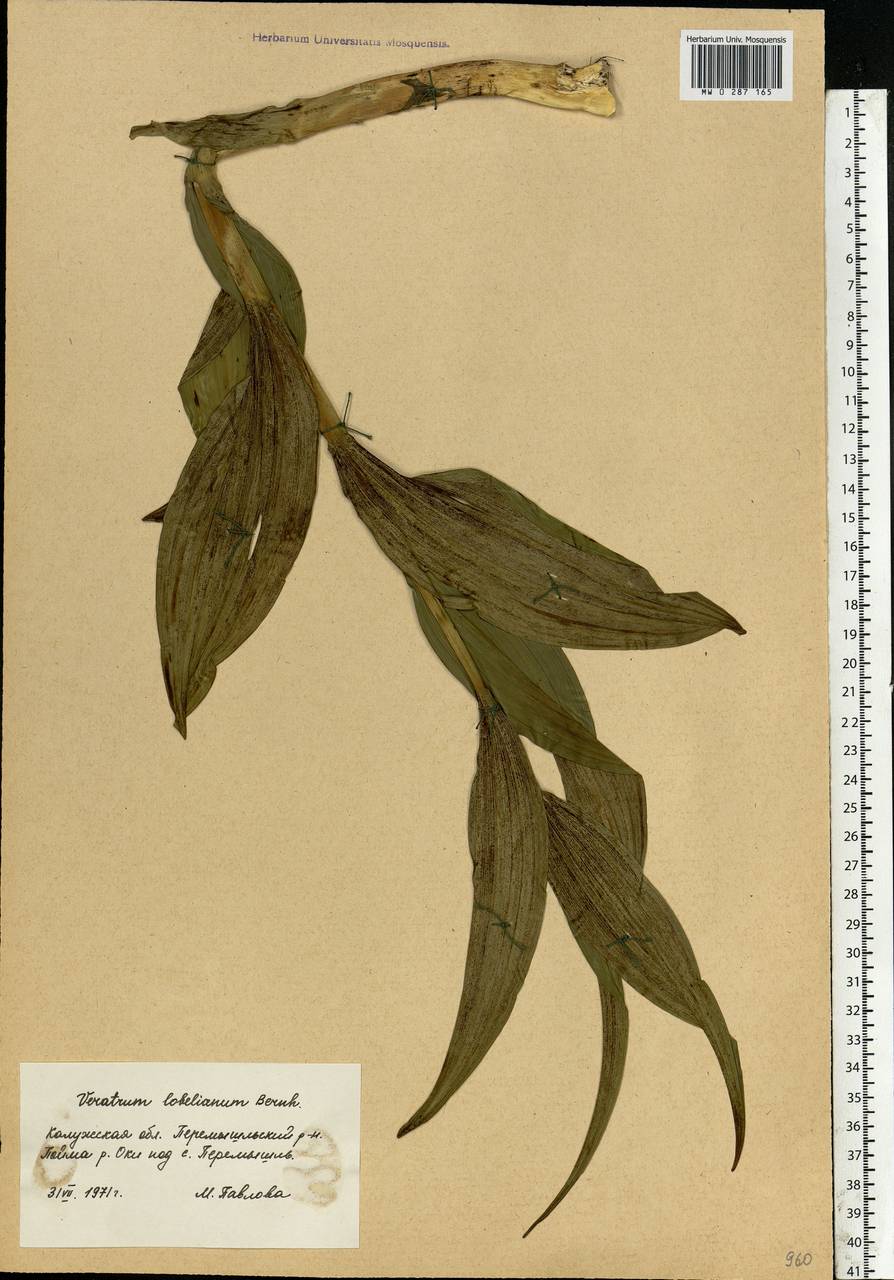 Veratrum lobelianum Bernh., Eastern Europe, Central region (E4) (Russia)