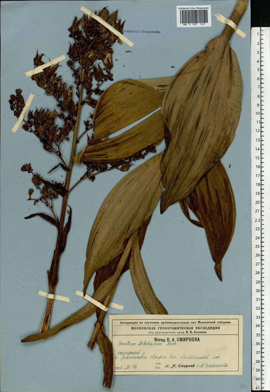 Veratrum lobelianum Bernh., Eastern Europe, Central region (E4) (Russia)