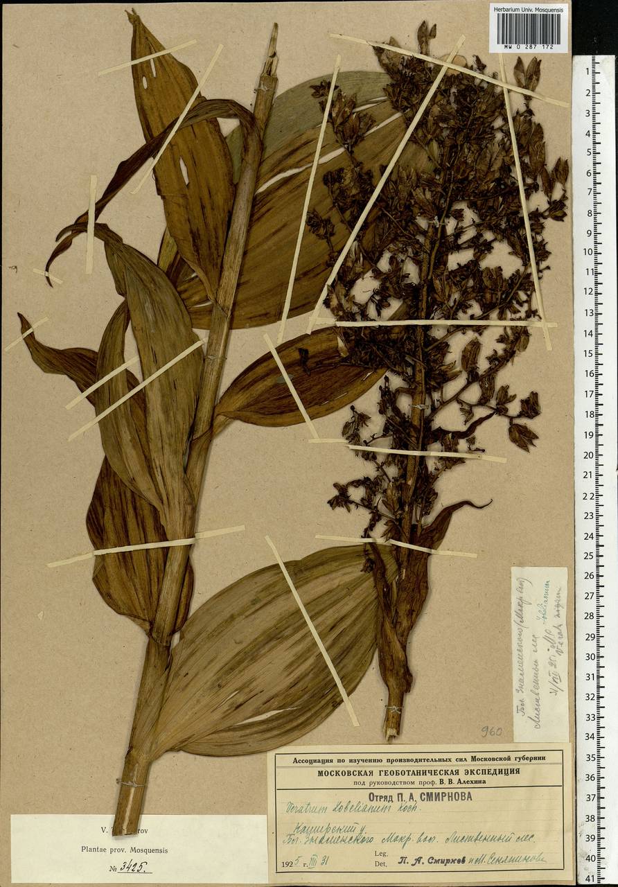 Veratrum lobelianum Bernh., Eastern Europe, Central region (E4) (Russia)