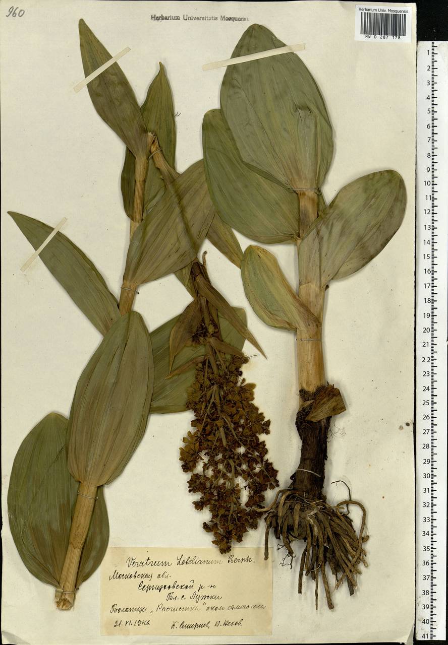 Veratrum lobelianum Bernh., Eastern Europe, Moscow region (E4a) (Russia)
