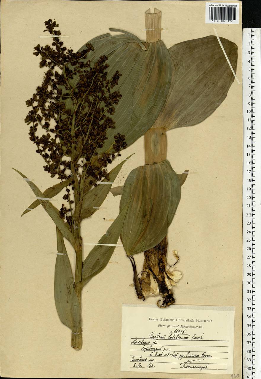 Veratrum lobelianum Bernh., Eastern Europe, Moscow region (E4a) (Russia)