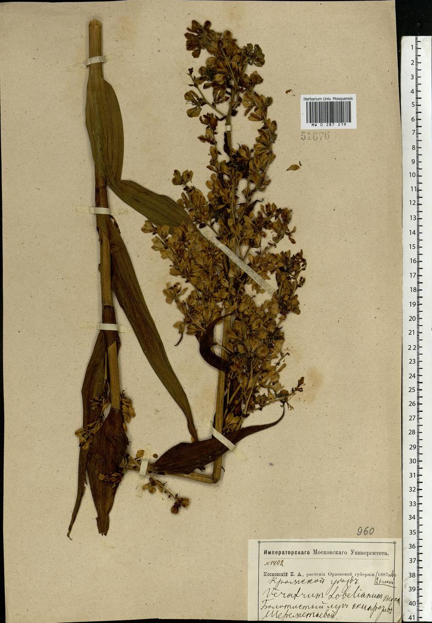 Veratrum lobelianum Bernh., Eastern Europe, Central forest-and-steppe region (E6) (Russia)