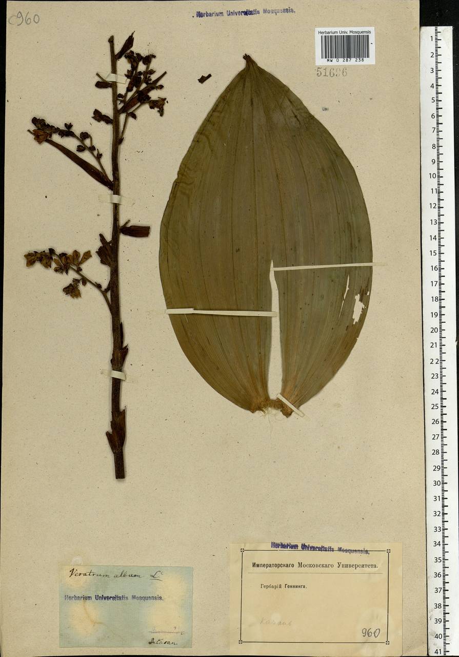 Veratrum lobelianum Bernh., Eastern Europe, Middle Volga region (E8) (Russia)