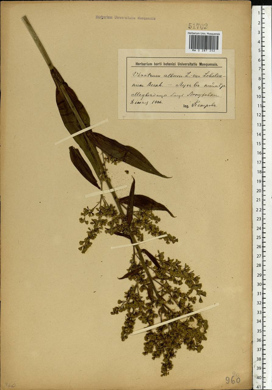 Veratrum lobelianum Bernh., Eastern Europe, Lower Volga region (E9) (Russia)