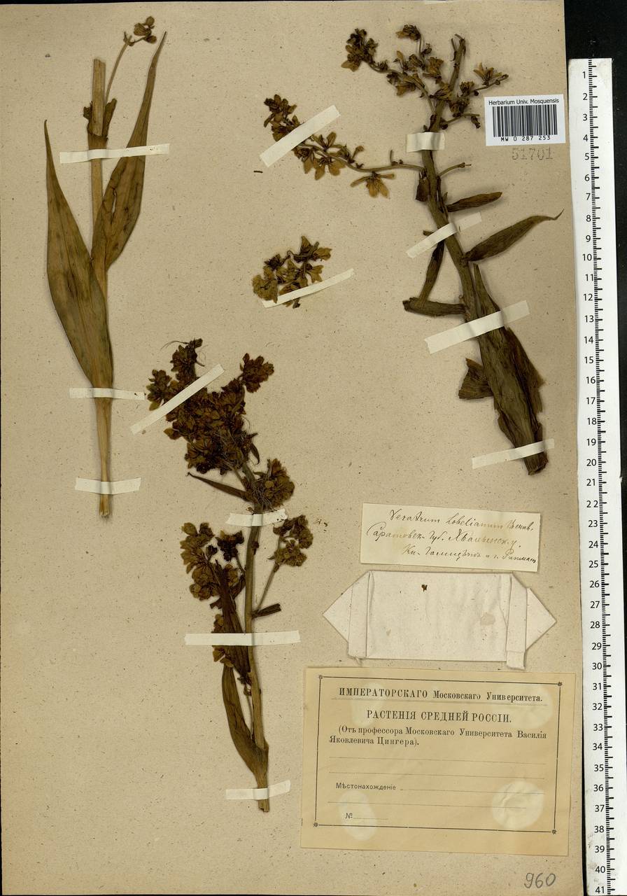 Veratrum lobelianum Bernh., Eastern Europe, Lower Volga region (E9) (Russia)