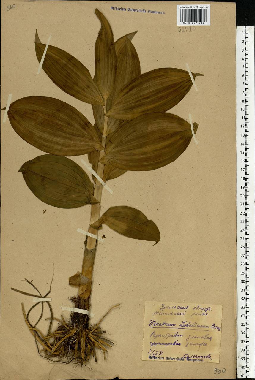 Veratrum lobelianum Bernh., Eastern Europe, Eastern region (E10) (Russia)