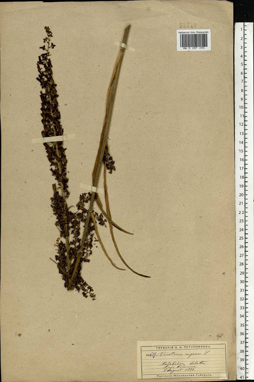 Veratrum nigrum L., Eastern Europe, Moscow region (E4a) (Russia)