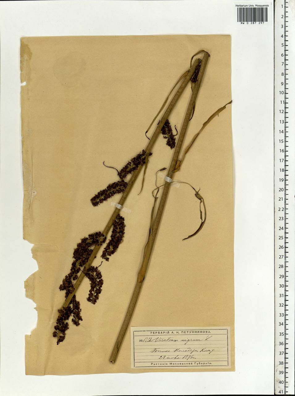 Veratrum nigrum L., Eastern Europe, Moscow region (E4a) (Russia)