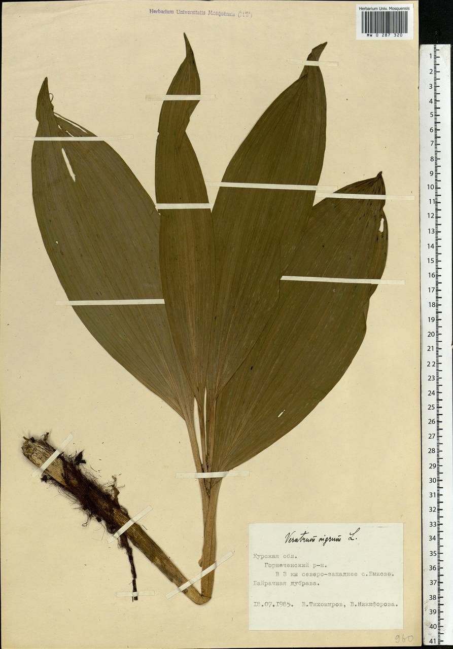 Veratrum nigrum L., Eastern Europe, Central forest-and-steppe region (E6) (Russia)