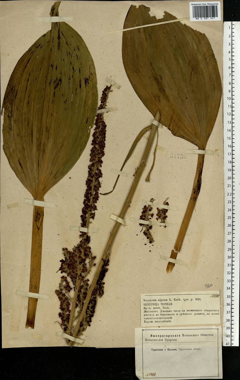 Veratrum nigrum L., Eastern Europe, Central forest-and-steppe region (E6) (Russia)