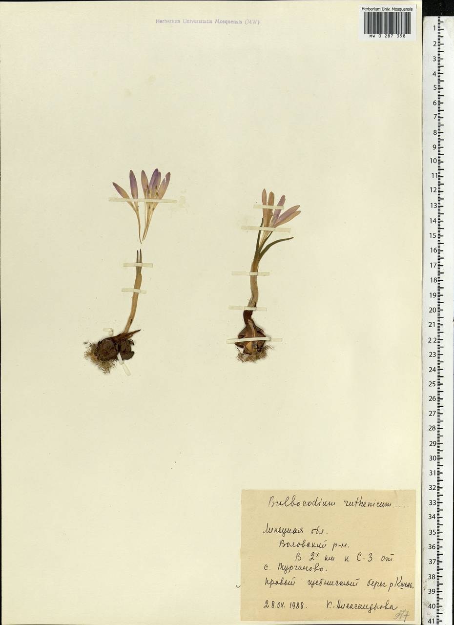 Colchicum bulbocodium subsp. versicolor (Ker Gawl.) K.Perss., Eastern Europe, Central forest-and-steppe region (E6) (Russia)