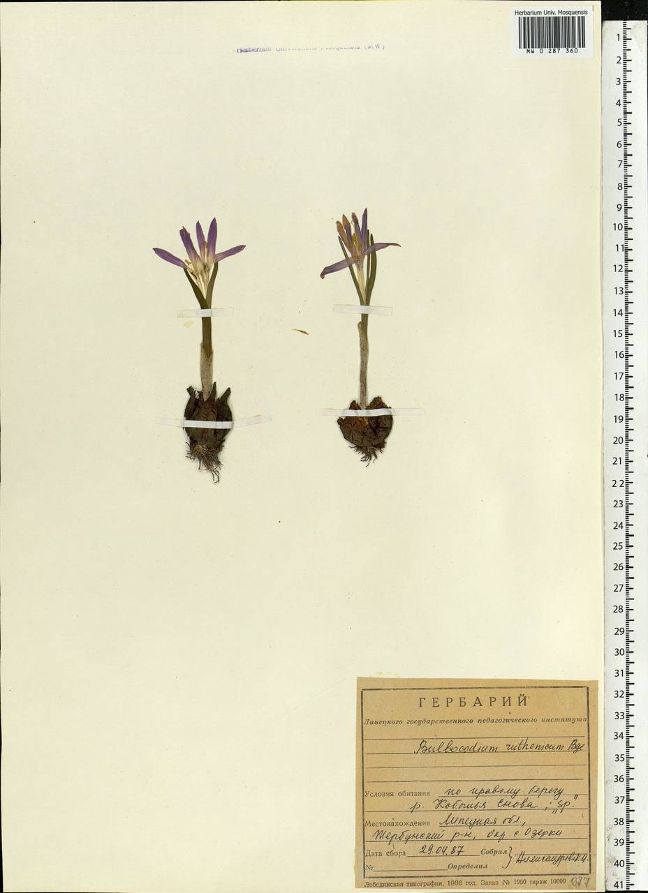 Colchicum bulbocodium subsp. versicolor (Ker Gawl.) K.Perss., Eastern Europe, Central forest-and-steppe region (E6) (Russia)