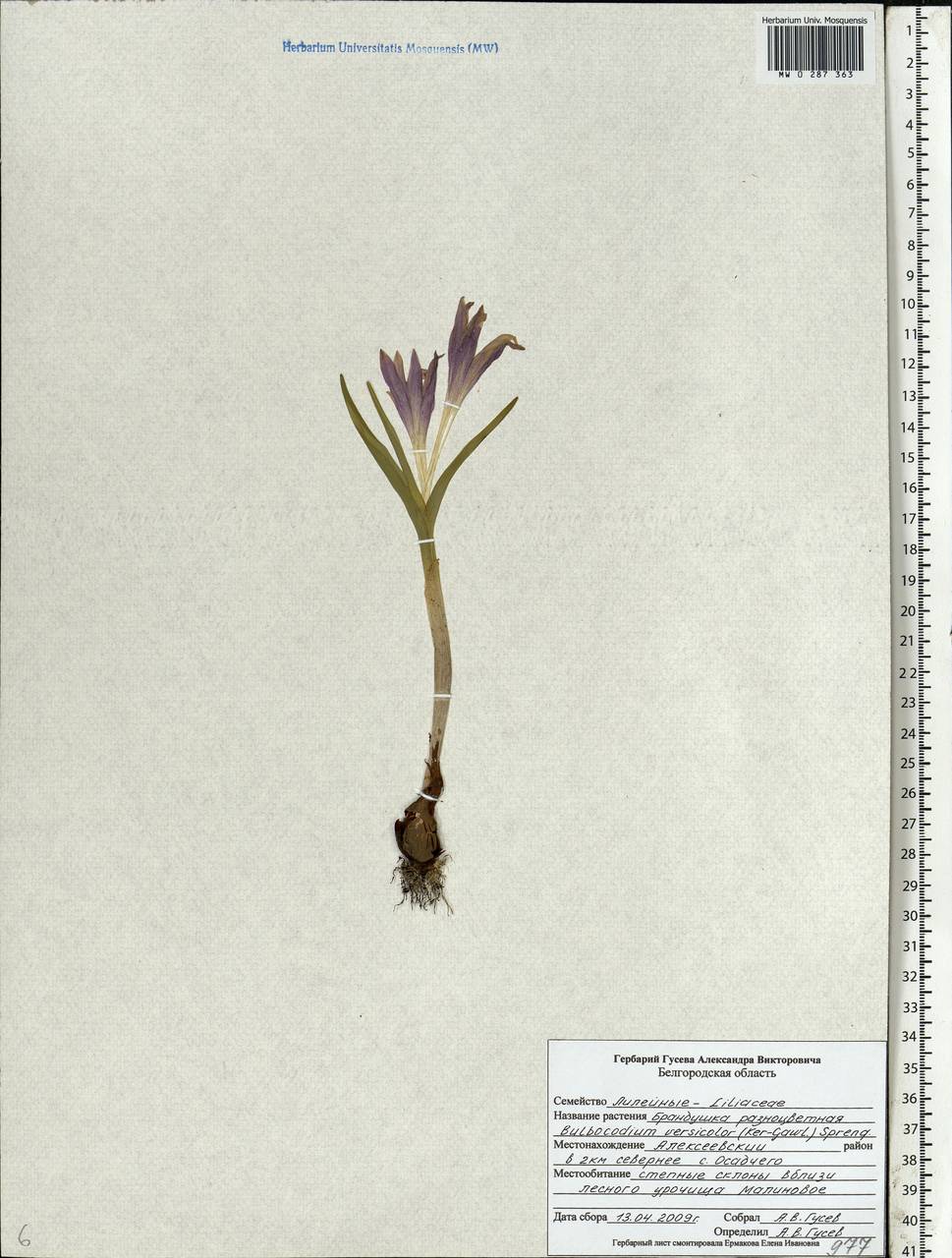 Colchicum bulbocodium subsp. versicolor (Ker Gawl.) K.Perss., Eastern Europe, Central forest-and-steppe region (E6) (Russia)