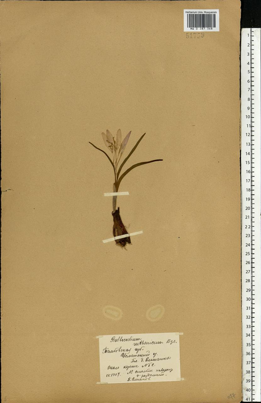 Colchicum bulbocodium subsp. versicolor (Ker Gawl.) K.Perss., Eastern Europe, Central forest-and-steppe region (E6) (Russia)