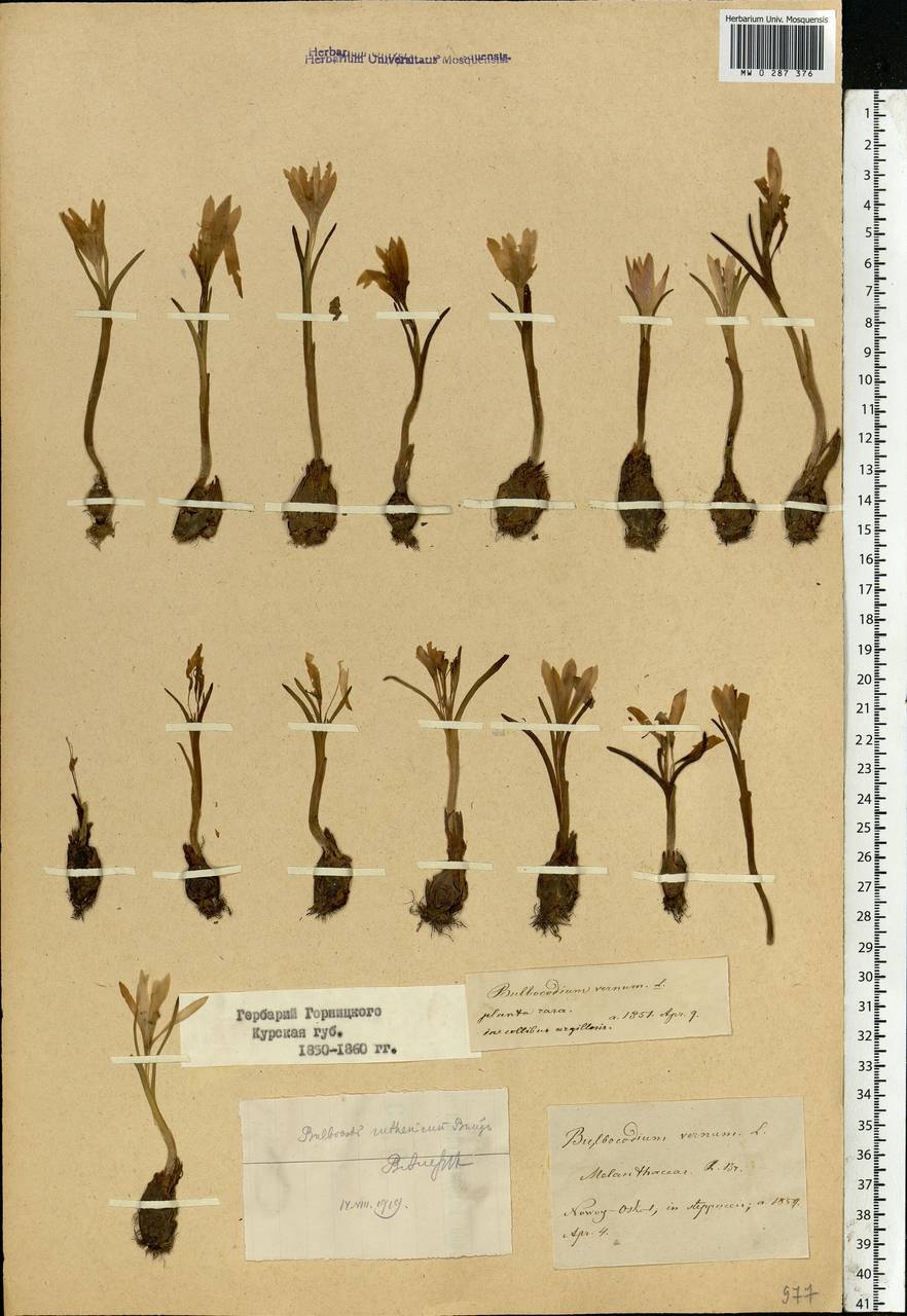 Colchicum bulbocodium subsp. versicolor (Ker Gawl.) K.Perss., Eastern Europe, Central forest-and-steppe region (E6) (Russia)