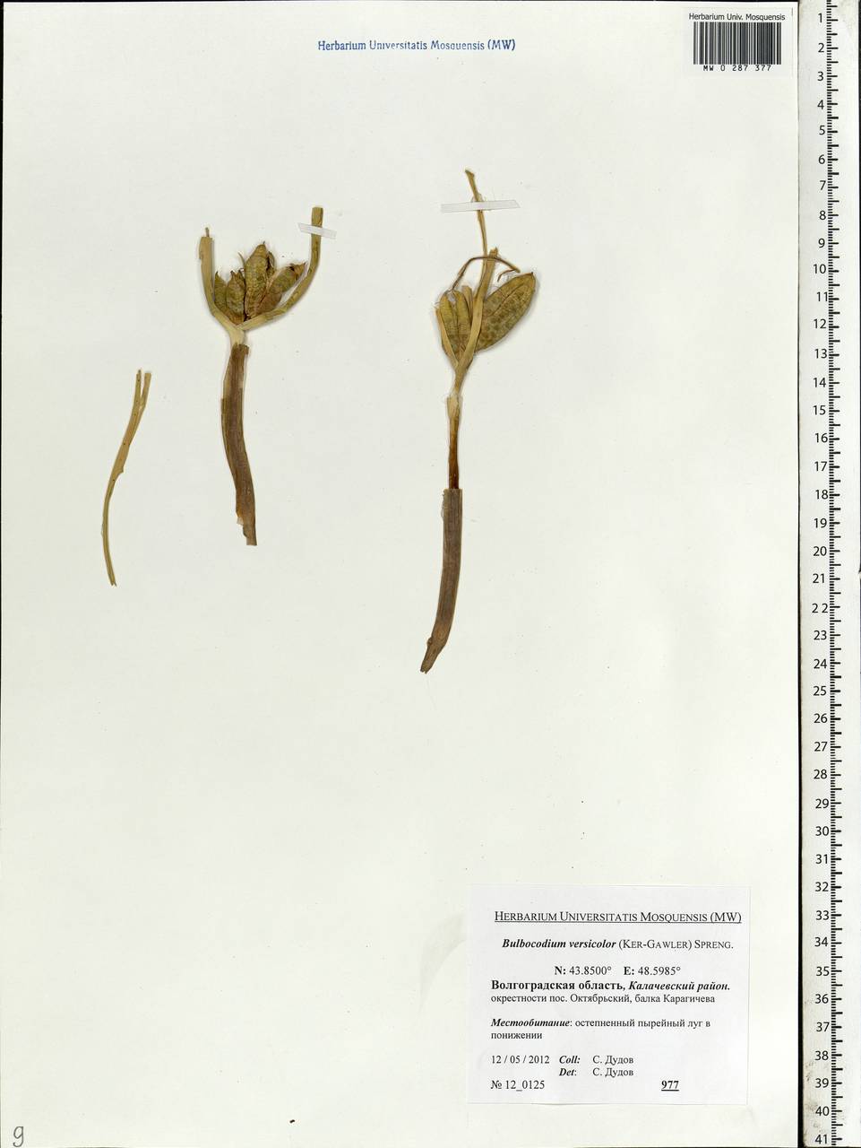 Colchicum bulbocodium subsp. versicolor (Ker Gawl.) K.Perss., Eastern Europe, Lower Volga region (E9) (Russia)